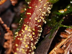 Lachnum pteridophyllum