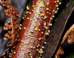 Lachnum pteridophyllum