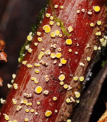 Lachnum pteridophyllum