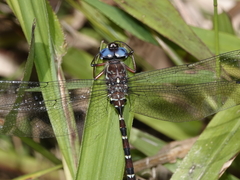 Austroaeschna christine