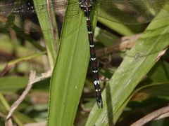 Austroaeschna christine