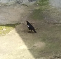 Myrmecocichla arnotti collaris