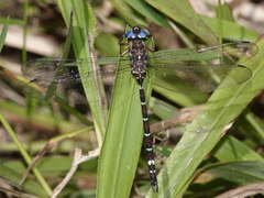 Austroaeschna christine