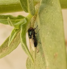 Physiphora alceae