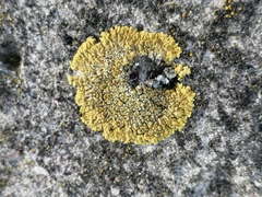 Candelariella medians