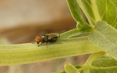 Physiphora alceae