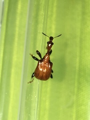 Paracycnotrachelus