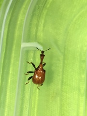 Paracycnotrachelus