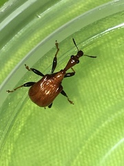 Paracycnotrachelus