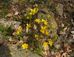 Ranunculus ollissiponensis