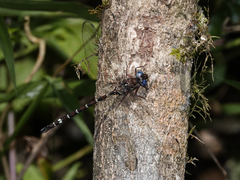 Austroaeschna christine