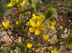 Ranunculus ollissiponensis