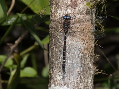 Austroaeschna christine