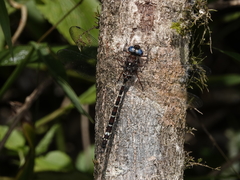Austroaeschna christine