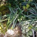 Celmisia graminifolia - Photo (c) Marley Ford, alguns direitos reservados (CC BY-NC), uploaded by Marley Ford
