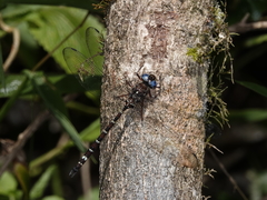 Austroaeschna christine