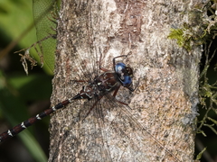 Austroaeschna christine