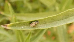 Physiphora alceae