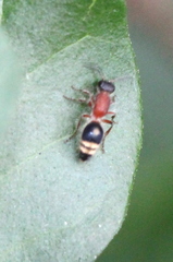 Promecilla decora