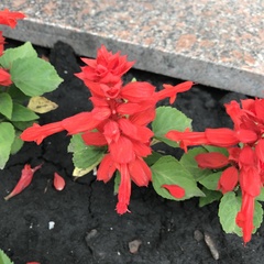 Salvia splendens