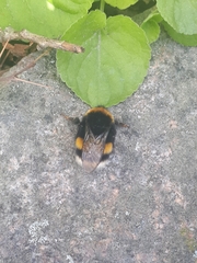 Bombus terrestris