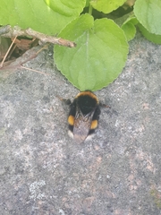 Bombus terrestris