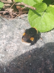 Bombus terrestris