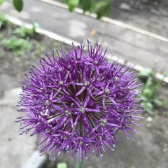 Allium