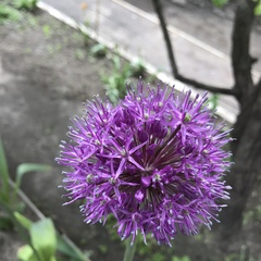 Allium