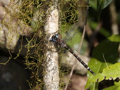 Austroaeschna christine