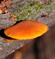 Gymnopilus ferruginosus