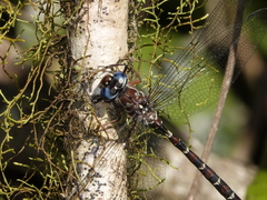 Austroaeschna christine