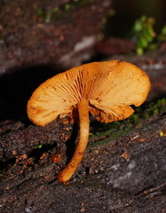 Gymnopilus ferruginosus
