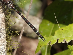 Austroaeschna christine