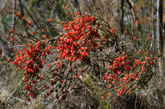 Ephedra equisetina