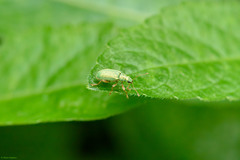 Polydrusus pterygomalis