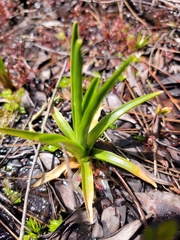 Eriocaulon decangulare image