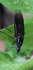 Dilophus febrilis