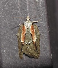 Acleris youngana