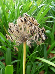 Agapanthus praecox
