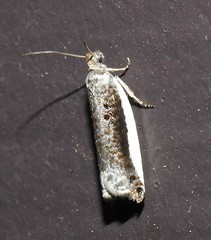 Ancylis albacostana