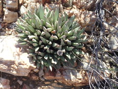 Machairophyllum bijliae