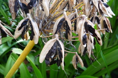 Agapanthus praecox