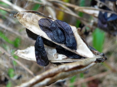 Agapanthus praecox