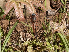 Austroaeschna christine