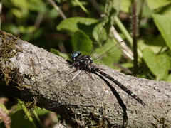 Austroaeschna christine