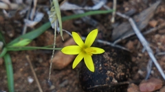 Pauridia trifurcillata