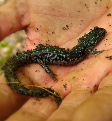 Plethodon glutinosus