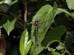 Austroaeschna christine