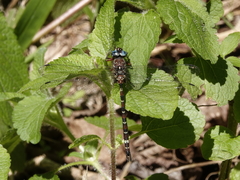Austroaeschna christine